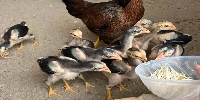 Cách Nuôi Gà Chọi Con Nhanh Lớn? Chăm Sóc Chiến Kê Đúng Cách 5 Cách nuôi gà chọi con nhanh lớn giúp phát triển thể lực