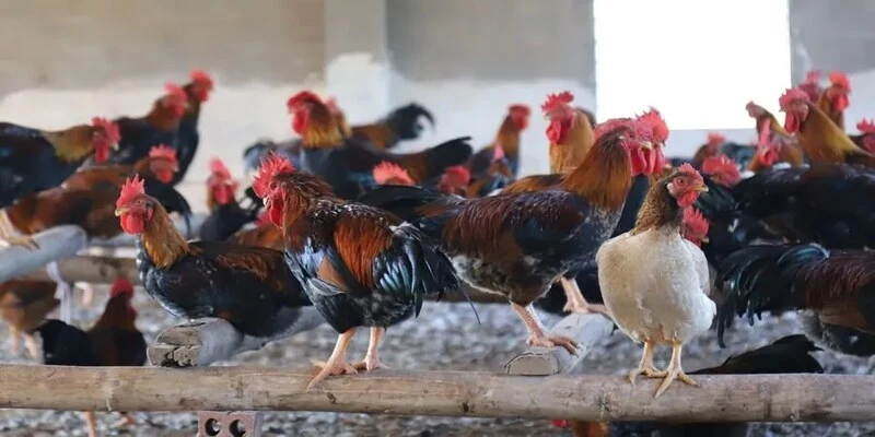Cách Nuôi Gà Chọi Sung Sức? Ăn Uống Và Luyện Tập Hợp Lý 4 Cách nuôi gà chọi sung sức về các bài luyện tập