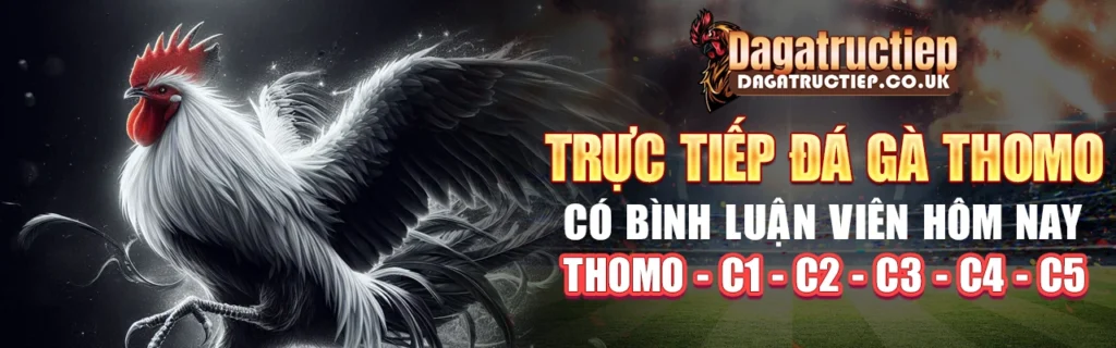 Trực tiếp đá gà thomo có bình luận