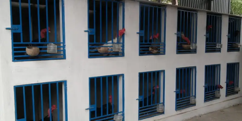 Cách Vần Gà Đá Đúng Kỹ Thuật: Tăng Thể Lực, Duy Trì Phong Độ 2 Cách vần gà đá đúng kỹ thuật: Chuẩn bị & lên chuồng