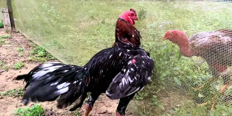 Cách Vần Gà Đá Đúng Kỹ Thuật: Tăng Thể Lực, Duy Trì Phong Độ 3 Cách vần gà đá đúng kỹ thuật: Nghỉ ngơi & bổ sung dinh dưỡng